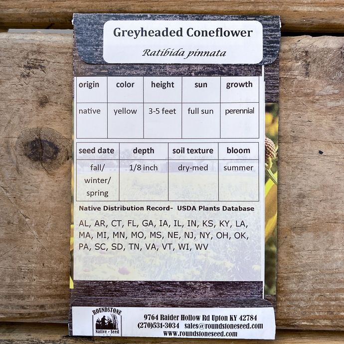 Seed Ratibida pinnata/ Greyheaded Coneflower - Roundstone Native (TN)