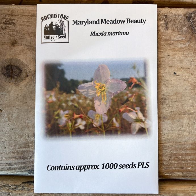 Seed Rhexia mariana/ Maryland Meadowbeauty - Roundstone Native (TN)