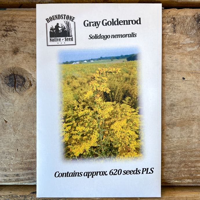 Seed Solidago nemoralis/ Gray Goldenrod - Roundstone Native (TN)