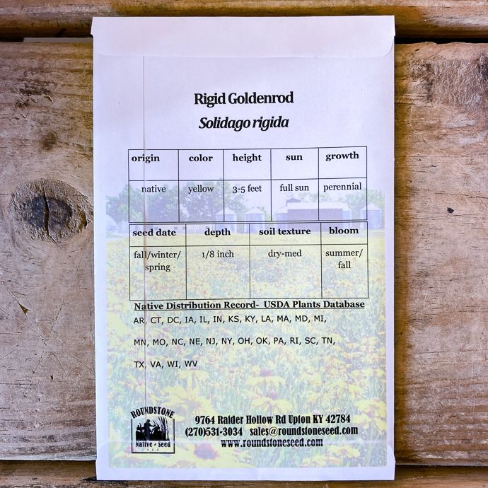 Seed Solidago rigida/ Rigid Goldenrod - Roundstone Native (TN)