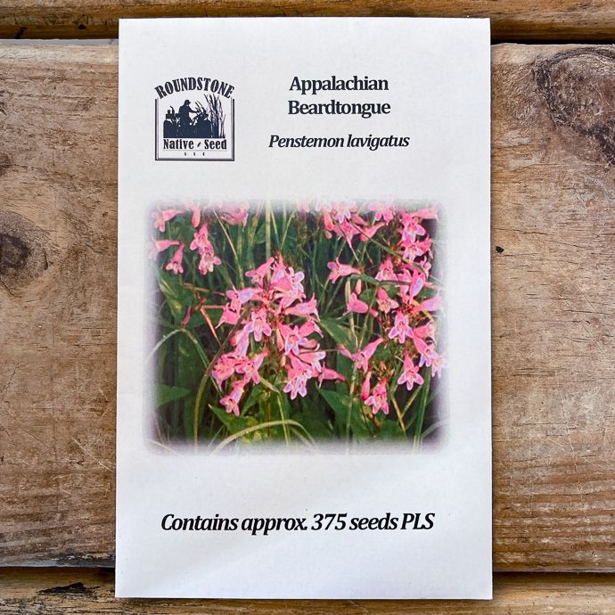 Seed Penstemon lavigatus/ Appalachian Beardtongue - Roundstone Native (TN)