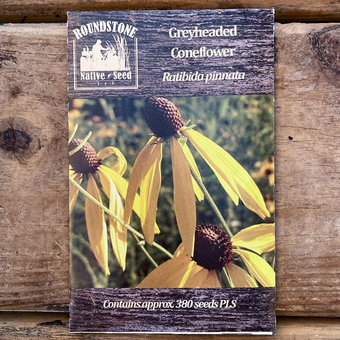 Seed Ratibida pinnata/ Greyheaded Coneflower - Roundstone Native (TN)