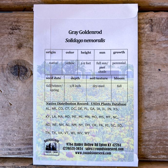 Seed Solidago nemoralis/ Gray Goldenrod - Roundstone Native (TN)