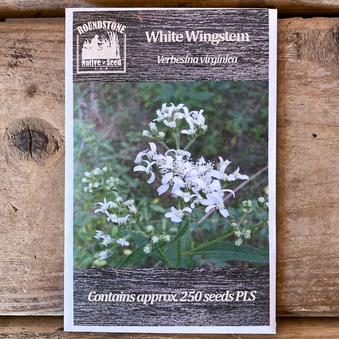 Seed Verbesina virginica/ White Wingstem - Roundstone Native (TN)