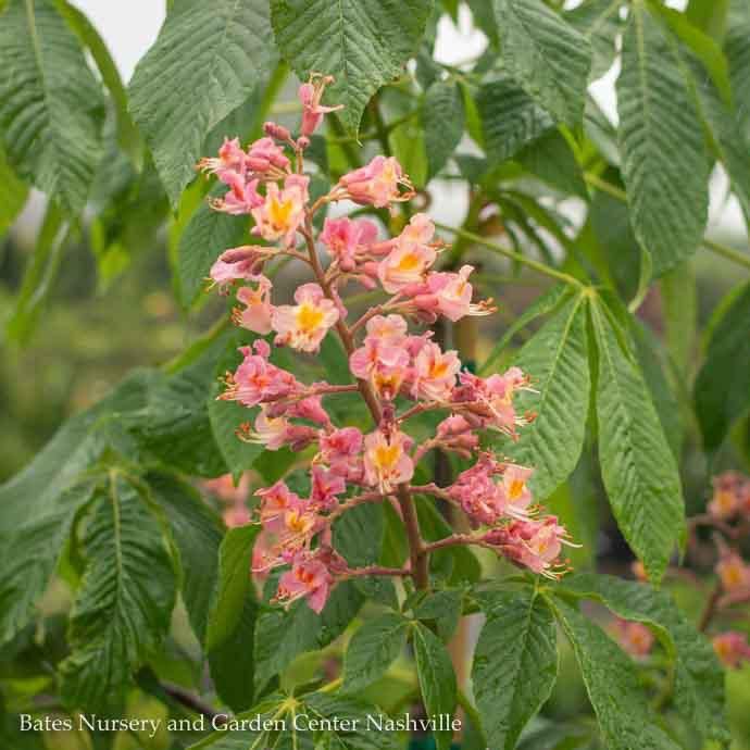 #5 Aesculus x Fort McNair/ Horse Chestnut