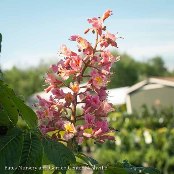 #5 Aesculus x Fort McNair/ Horse Chestnut
