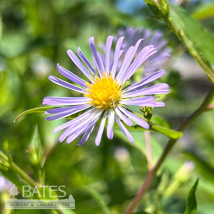QP Symphyotrichum puniceus/ Purple Stemmed Swamp Aster Native (TN)