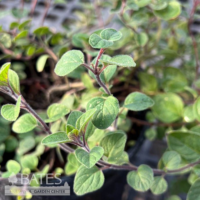 #1 Origanum heracleoticum/ Greek Oregano