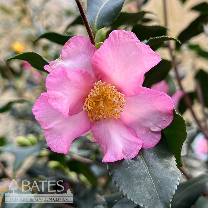 #7 Camellia sas Cleopatra/ Pink - No Warranty