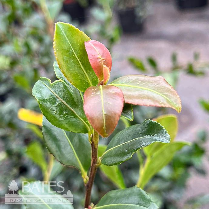 #7 Camellia sas Cleopatra/ Pink - No Warranty