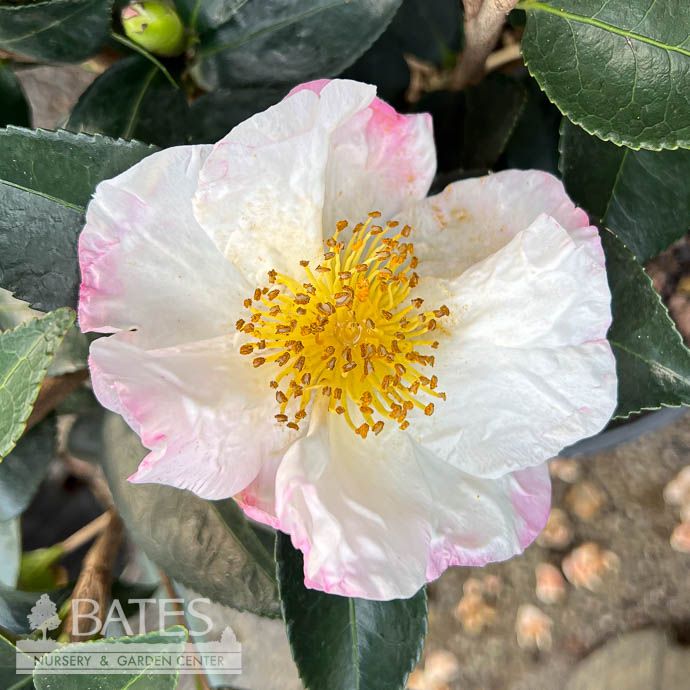 #3 Camellia sas Northern Lights/ White - No Warranty