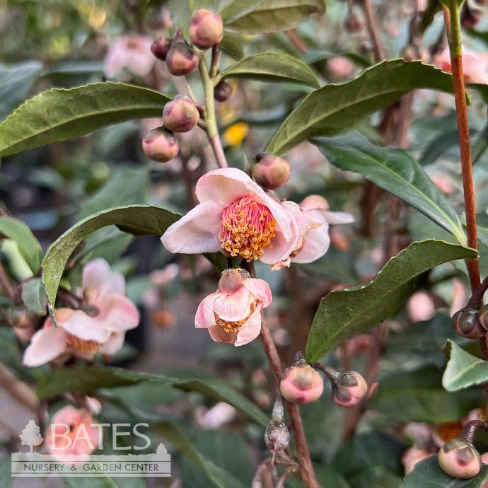 #3 Camellia sin Rosea/ Pink Red Leaf Tea - No Warranty