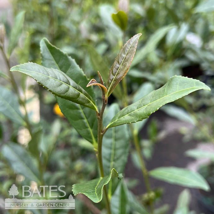 #3 Camellia sin Rosea/ Pink Red Leaf Tea - No Warranty