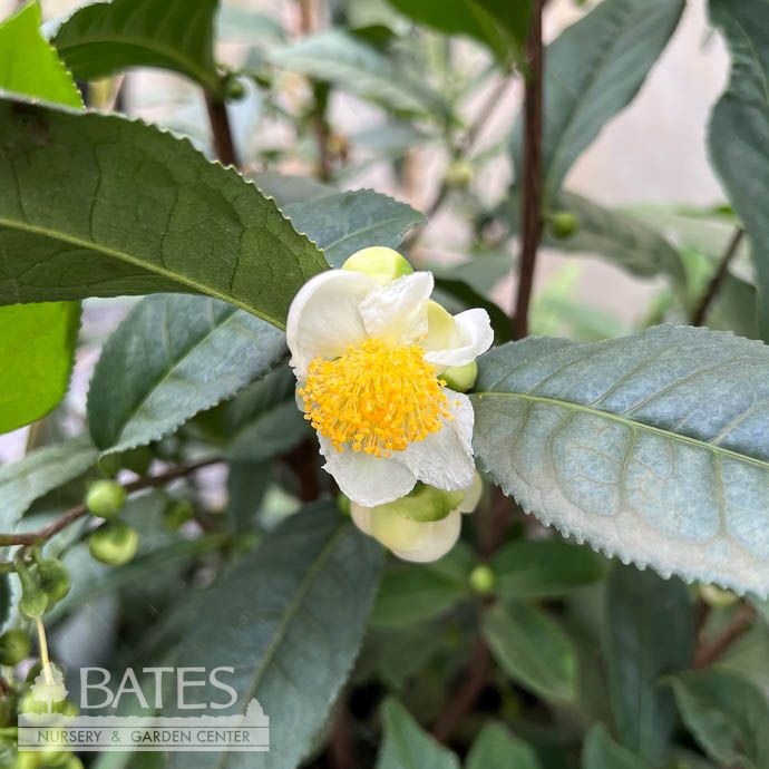 #3 Camellia sinensis/ White or Pink Tea - No Warranty