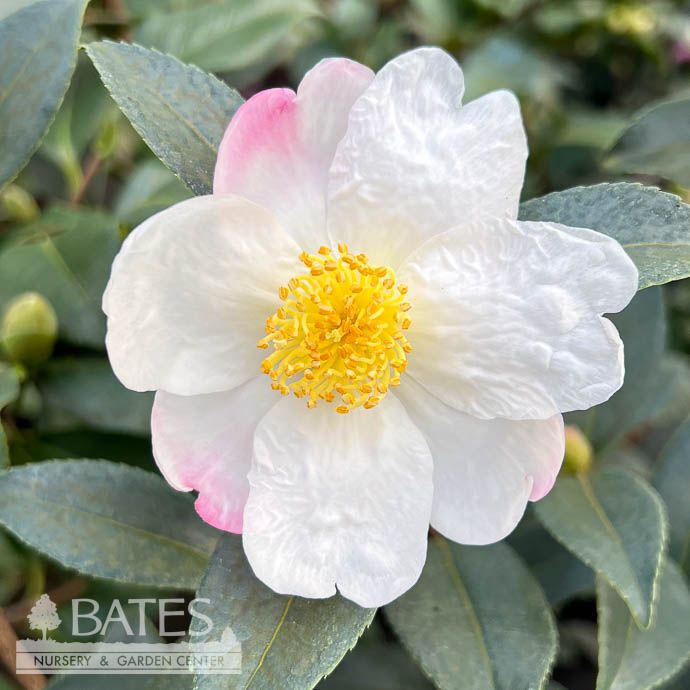 #3 Camellia x Survivor/ White - No Warranty