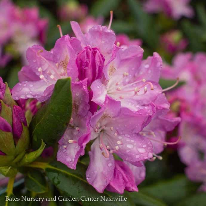 #10 Rhododendron x English Roseum/ Pink  - No Warranty