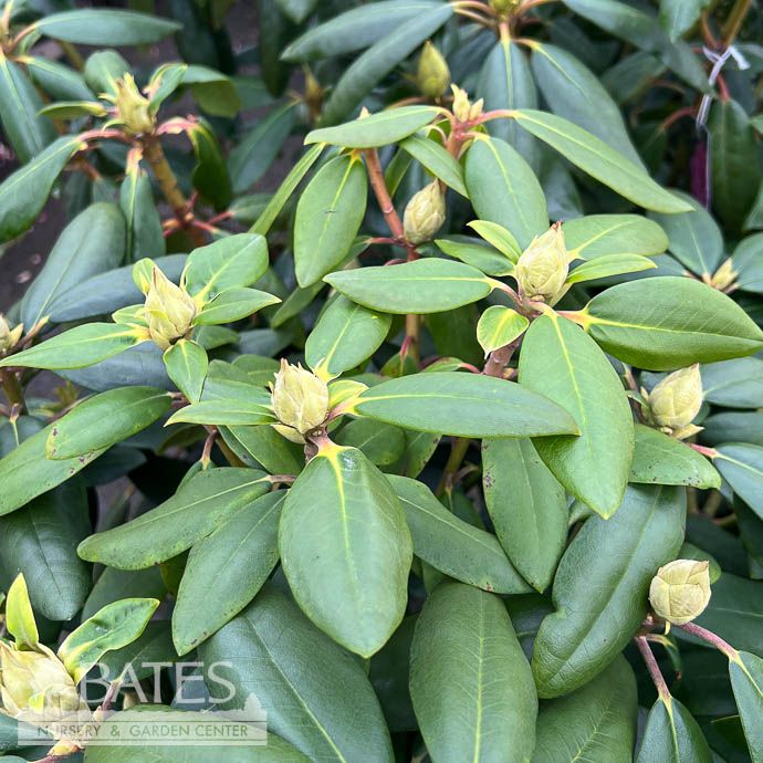 #2 Rhododendron cat Boursault/ Purple Native (TN) - No Warranty