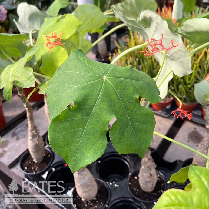 4p! Jatropha podagrica Buddha Belly / Succulent / Tropical