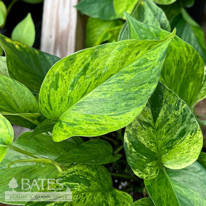 6p! Pothos Jessenia / Variegated Devil&#39;s Ivy /Tropical