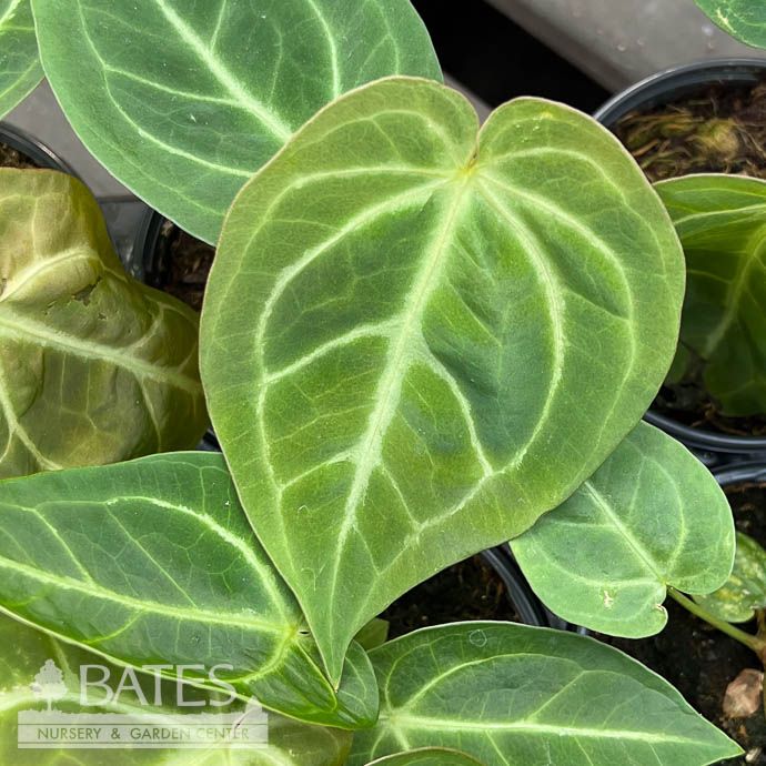4p! Anthurium Magnificum /Tropical