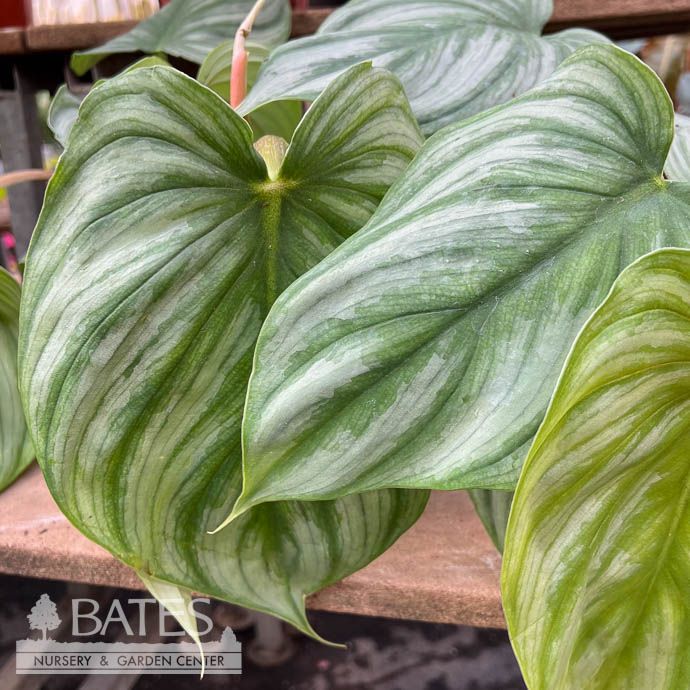4p! Philodendron Pastazanum Silver/Tropical