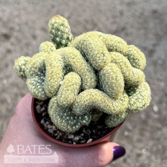2.5p Cactus Brain /Tropical