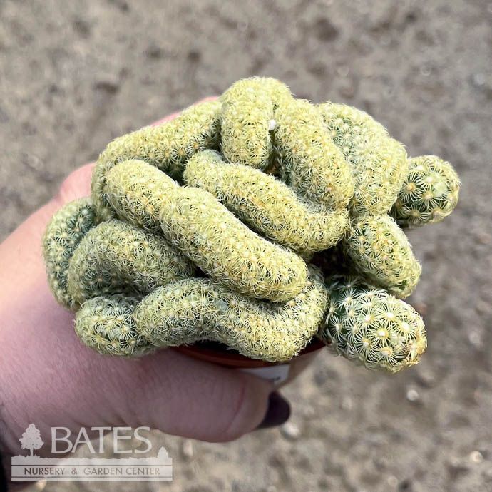 2.5p Cactus Brain /Tropical