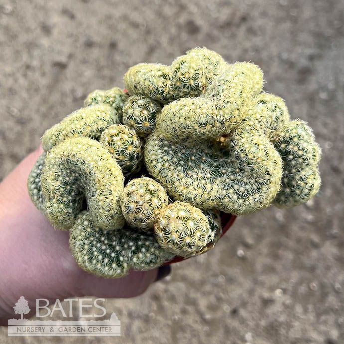 2.5p Cactus Brain /Tropical