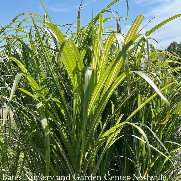 #5 Grass Miscanthus sine Cosmopolitan/ Variegated Silver Maiden