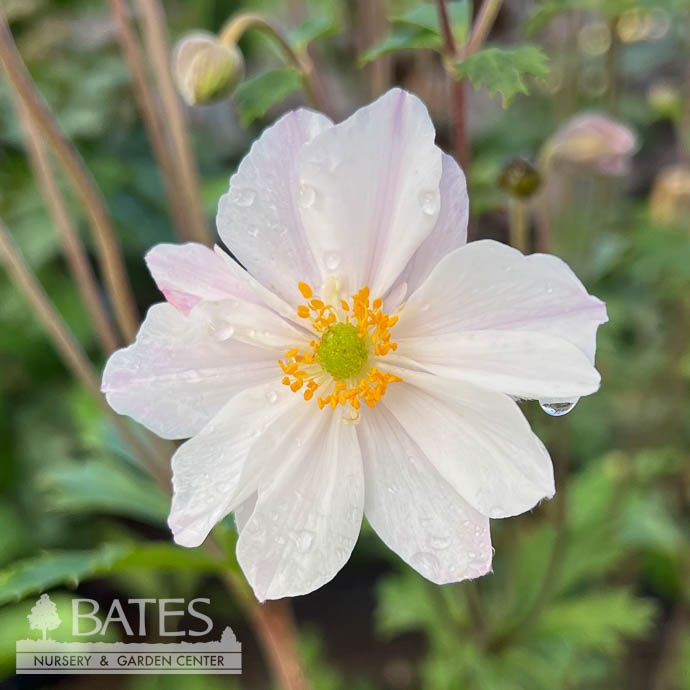 #1 Anemone Elfin Swan/ Windflower