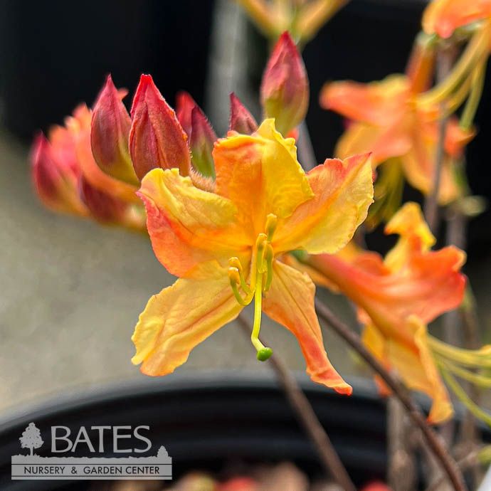 #3 Rhododendron x Tallulah Sunrise/ Peachy-orange Deciduous Azalea