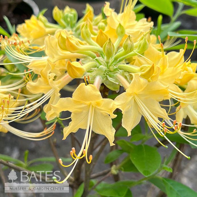 #3 Rhododendron aust Yellow River/ Azalea Deciduous Native (R)
