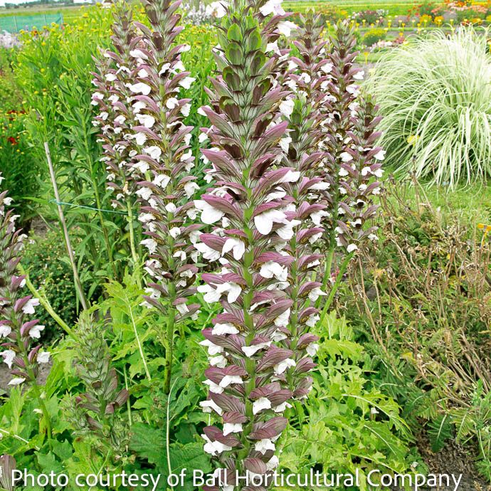 #1 Acanthus mollis Morning Candle/ Bear&#39;s Breeches