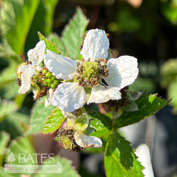 Edible #2 Rubus x Triple Crown/ Thornless Blackberry
