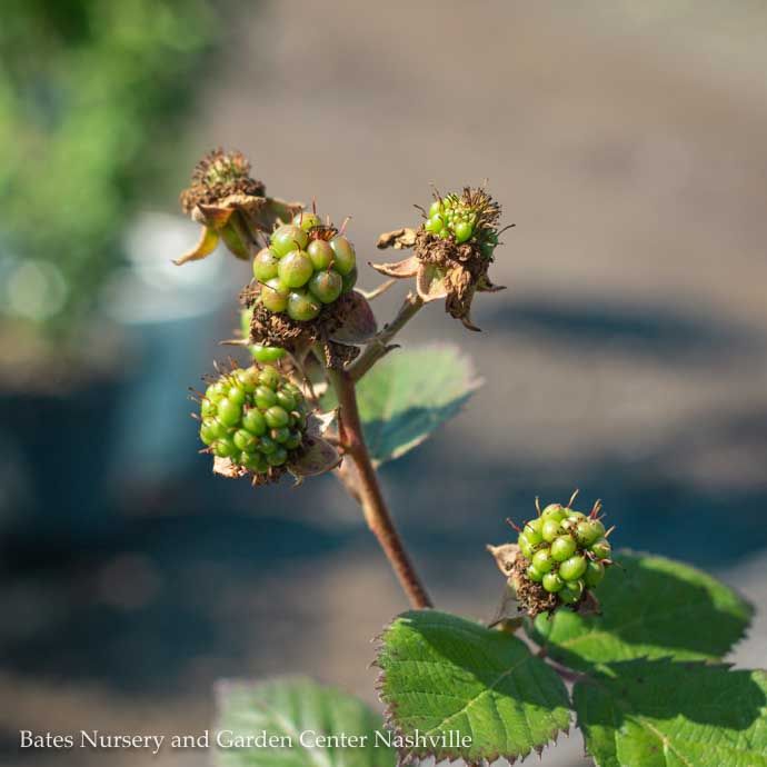 Edible #2 Rubus x Triple Crown/ Thornless Blackberry