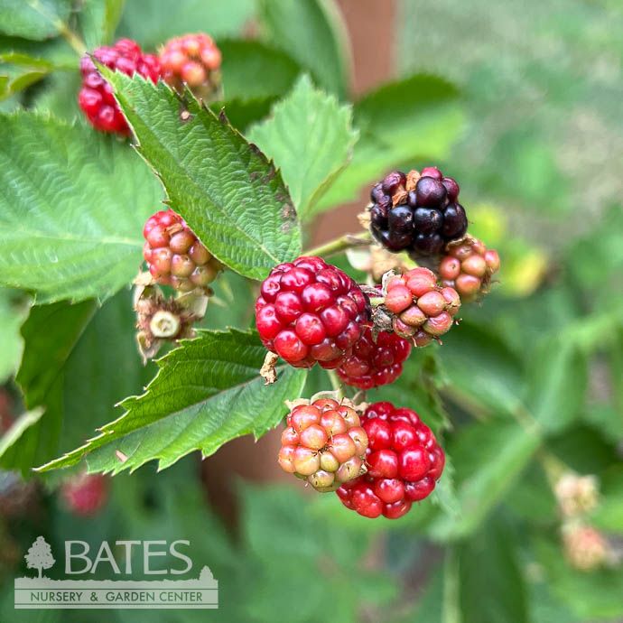Edible #2 Rubus x Triple Crown/ Thornless Blackberry