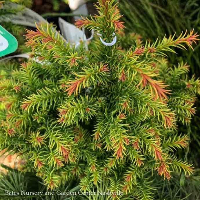 #1 Cryptomeria japonica Golden Promise/ Dwarf Globe Japanese False Cedar