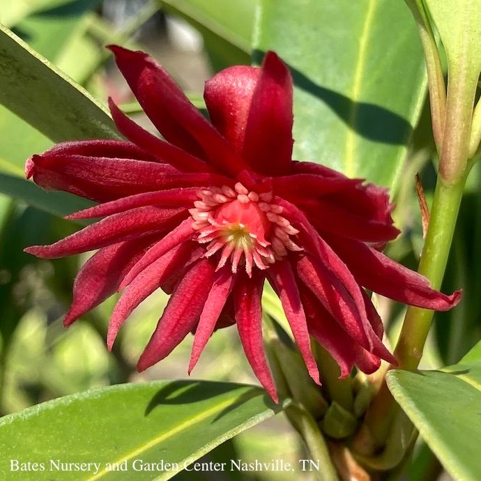 #2 Illicium flor x mex Scorpio/ Anise, Star Flower