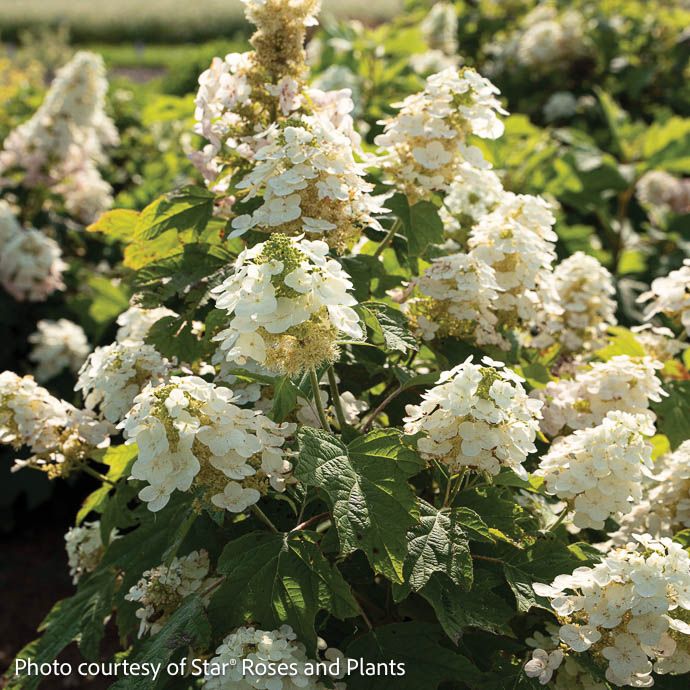 #3 Hydrangea quer Autumn Reprise / Oakleaf Native (TN)