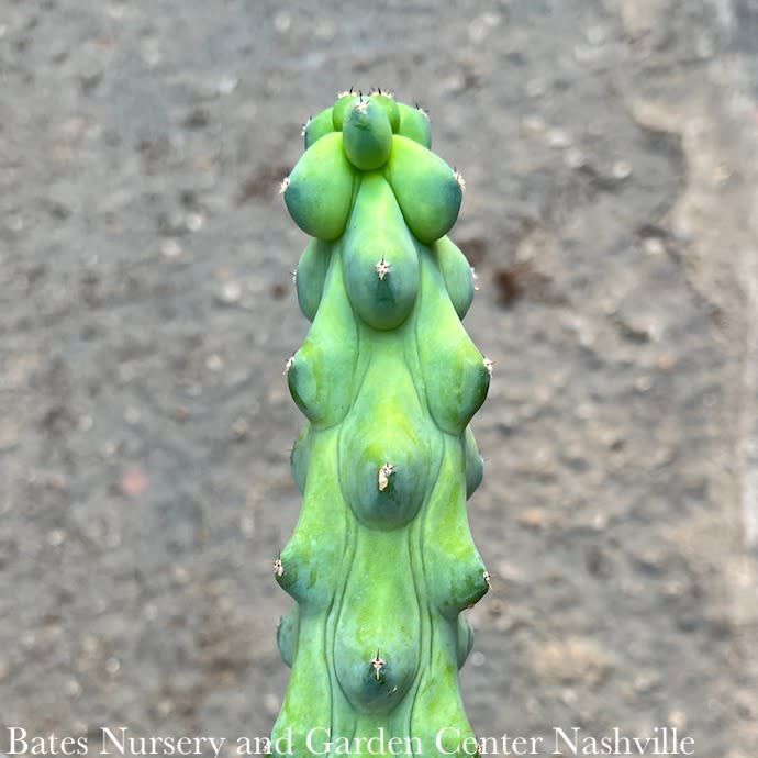 4p! Cactus Cereus Boobie MINI /Tropical
