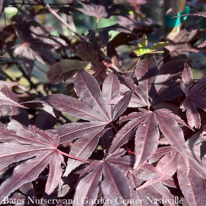 #15 Acer pal Wolff Emperor I/ Red Upright Japanese Maple