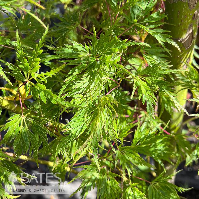 #6 Acer pal Seiryu/ Green Upright Laceleaf Japanese Maple