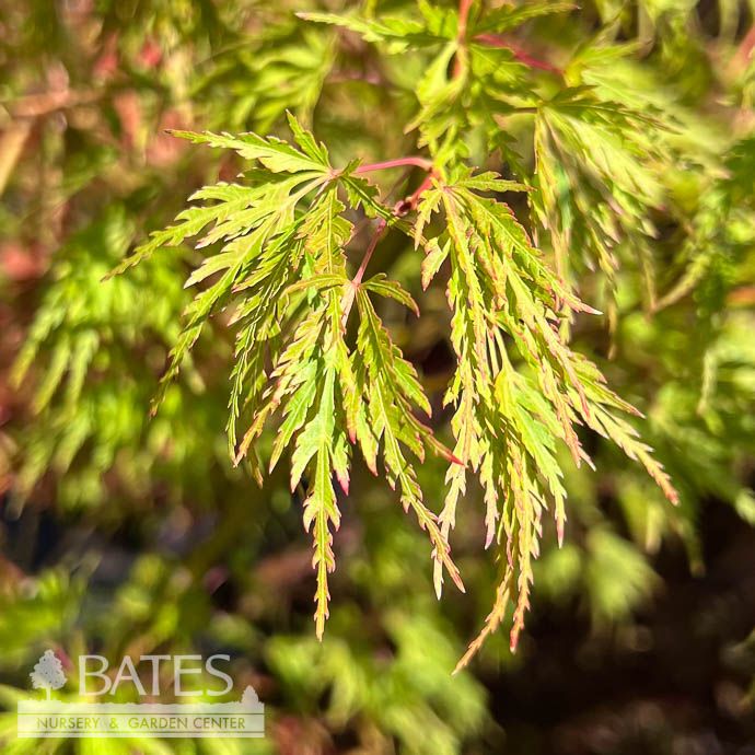 #6 Acer pal Seiryu/ Green Upright Laceleaf Japanese Maple