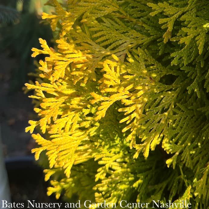 #1 Thuja occ Jantar/ Columnar Amber Gold Arborvitae