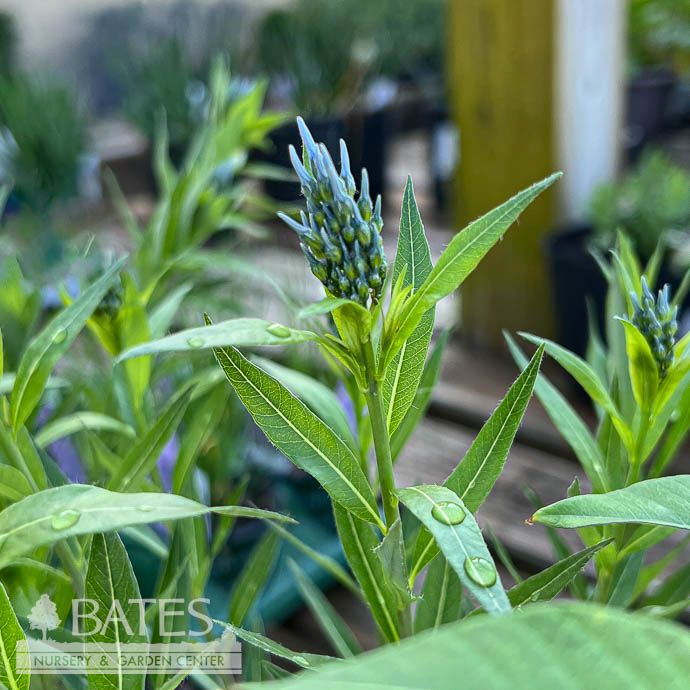 #1 Amsonia tab var sal/ Willow Leaf Bluestar Native (TN)