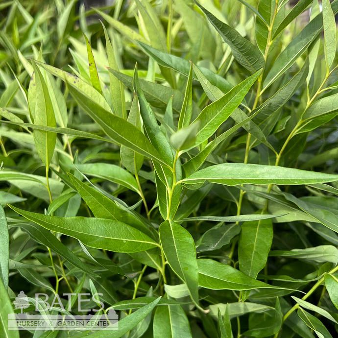 #1 Amsonia tab var sal/ Willow Leaf Bluestar Native (TN)