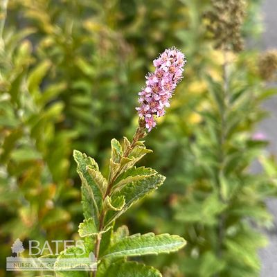 3 Spiraea tomentosa/ Steeplebush Native (TN)