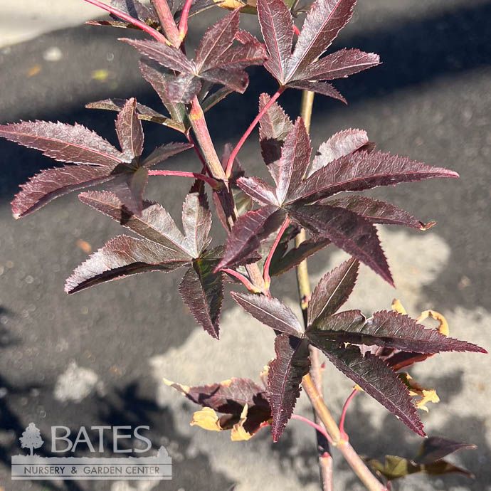 #3 Acer pal Red Baron/ Red Upright Japanese Maple