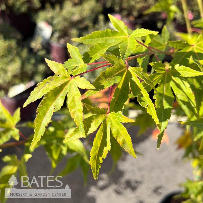 #3 Acer pal Wildfire/ Coral Bark Japanese Maple