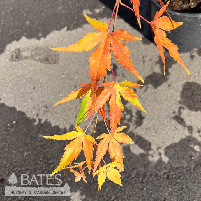 #3 Acer pal Wildfire/ Coral Bark Japanese Maple